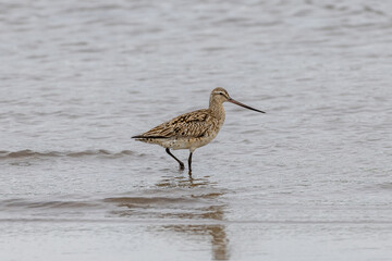 Bar-tailed godwit