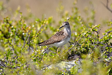 Wood sandpiper on the ground