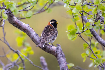 Lapland bunting on a branch