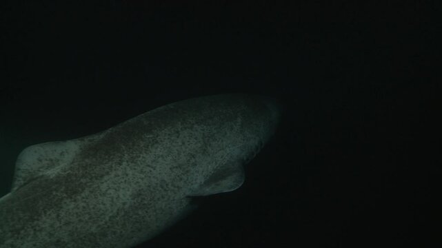 Close-up of a Greenland shark&rsquo;s (Somniosus microcephalus) head and eye in the dark, revealing its rough skin and mysterious gaze. Check my portfolio for more greenland shark footage.