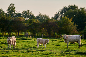 Serene scene of Charolais cows and calves in a lush green pasture during a peaceful autumn...