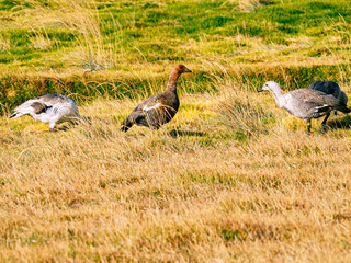 Kelp Goose in Falkland Island 