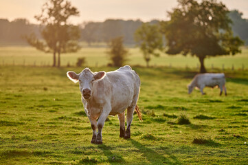 Serene scene of Charolais cows and calves in a lush green pasture during a peaceful autumn afternoon in rural England.