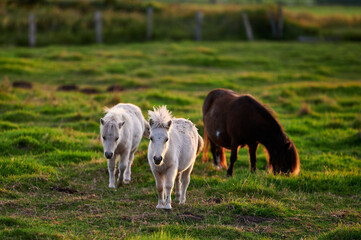 Ponies Grazing and Interacting on an Evening Pasture in Rural Iceland, Captured in Warm Natural...