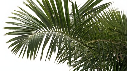 Fototapeta premium palm tree isolated on white