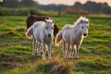 Ponies Grazing and Interacting on an Evening Pasture in Rural Iceland, Captured in Warm Natural...
