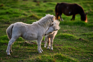 Fototapeta premium Ponies Grazing and Interacting on an Evening Pasture in Rural Iceland, Captured in Warm Natural Light