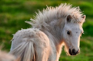 Young Pony Looking Back Over Its Shoulder in a Rural Icelandic Pasture, Captured in Soft Evening...