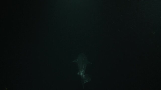 A Greenland shark (Somniosus microcephalus) swims slowly towards the Arctic ocean floor, disappearing into the dark depths. Filmed from a distance. Check my portfolio for more shark footage.