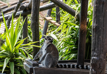 Madagascar Gray Lemur feeding in natural conditions on a sunny day