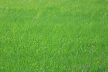 Baby Green rice field in countryside at thailand
