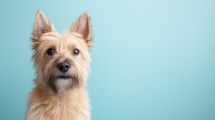 A close-up portrait of a light brown dog against a soft blue background.