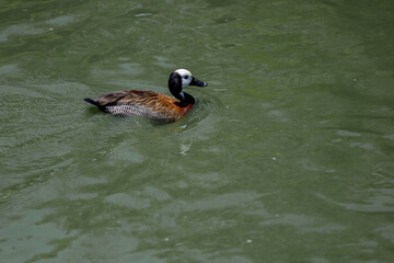 The White-faced Whistling Duck is swimming in the river