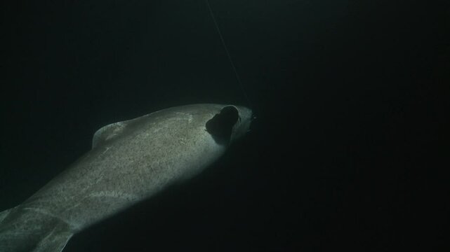 A Greenland shark (Somniosus microcephalus) is hooked on a fishing line, slowly moving in cold, dark waters. Filmed from a medium distance. Check my portfolio for more shark footage.