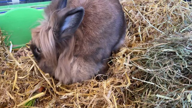 Portrait eines Zwergkaninchen.