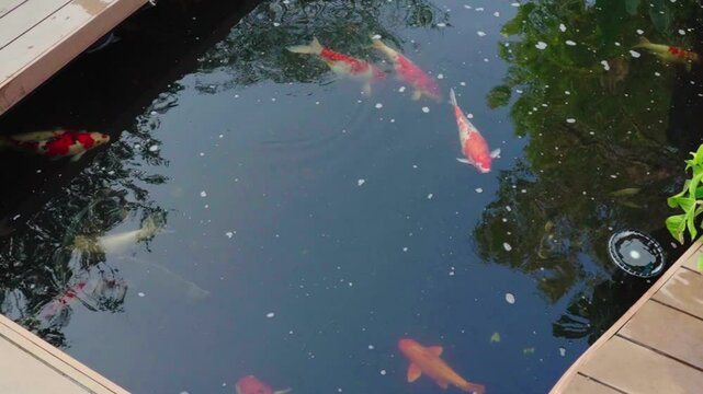 Koi fish swimming in a pond in the garden of the house.Fancy carps fish are swimming