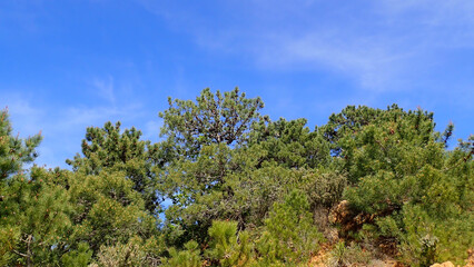 pine tree branch, mediterranean pine, Austrian pine in North Africa. Pine with green needles, Closeup of green needle pine tree. Small pine cones at the end of branches. pine needles. Pinus nigra.