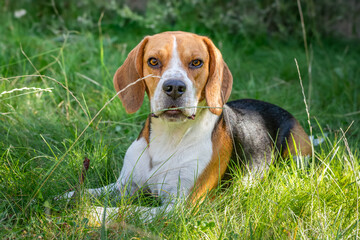 Beagle in the green grass