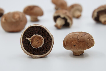 mushrooms on white background