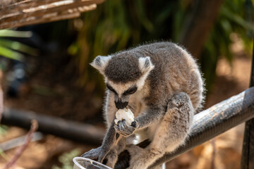 Madagascar Gray Lemur feeding in natural conditions on a sunny day