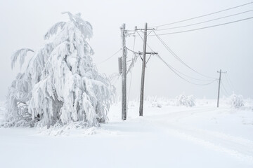 Winter landscape with snow covered trees and electricity poles in a foggy scenery