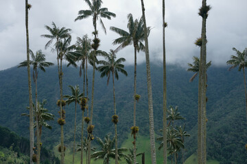 La Carbonera tall palm trees forest in Colombia