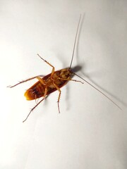 cockroach on a white background
