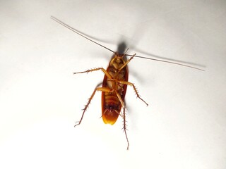 cockroach on white background