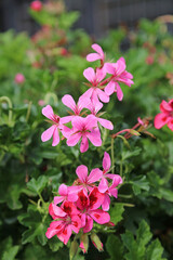 Obraz premium Macro image of pink Ivy Geranium blooms, Powys Wales