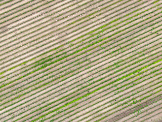 Pole uprawne widziane z lotu ptaka. Polska wieś. Krajobraz rolniczy polskiej wsi © hunter76