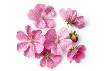 Charming Wild Mallow Flower on White Background