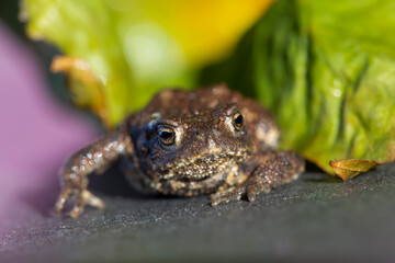 Common toad in front of a autumnal leaf