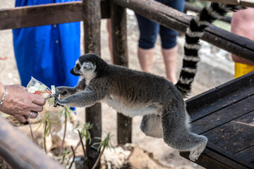 Madagascar Gray Lemur feeding in natural conditions on a sunny day