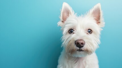A close-up of a fluffy white dog with expressive eyes against a blue background.