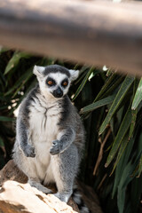 Madagascar Gray Lemur feeding in natural conditions on a sunny day