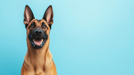 A happy dog with perked ears against a light blue background.
