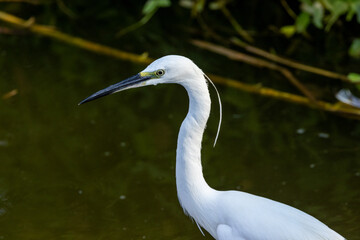great heron ardea cinerea