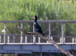 black crowned crane