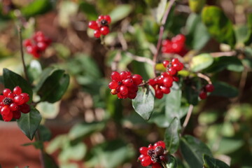 Fototapeta premium Nahaufnahme rote Beeren am Geißblatt