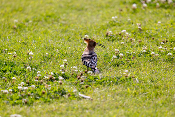bird on the grass