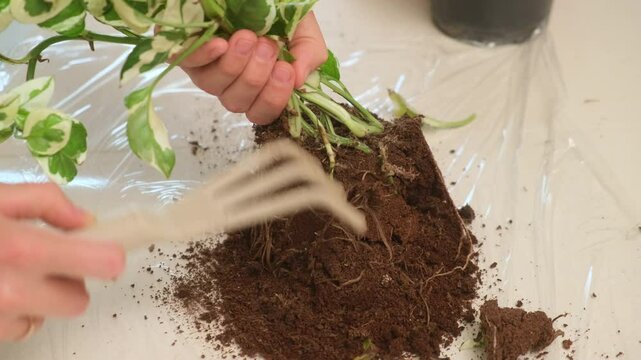 Woman gardener shakes the soil from the roots with a rake for planting a houseplant Epipremnum aureum N'Joy. Transplanting houseplants on the kitchen table a popular DIY activity for botany.
