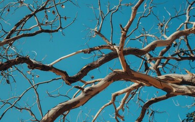 Dry branches of a tree against a clear blue sky. Nature and environmental concept.