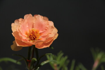 Salmon color Portulaca grandiflora flower. Common names this flower: eleven o'clock, Mexican rose, moss rose, sun rose. Dark Gray Background.