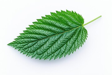 Serrated Wild Wood Nettle Leaf on White
