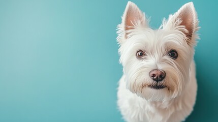 A close-up of a fluffy white dog against a blue background, looking curiously at the camera.