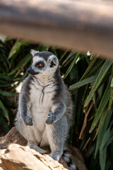 Madagascar Gray Lemur feeding in natural conditions on a sunny day