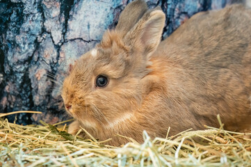 Close-up of a fluffy rabbit