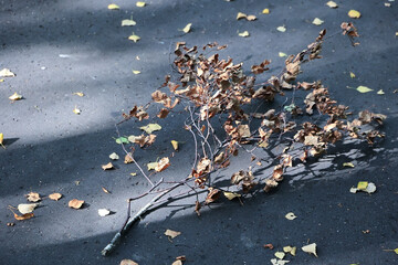 A Dry Branch With Autumn Leaves Lies On A Sunlit Asphalt Pathway, Conveying A Sense Of Seasonal Change And Nature's Transition.