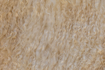 Sheep wool