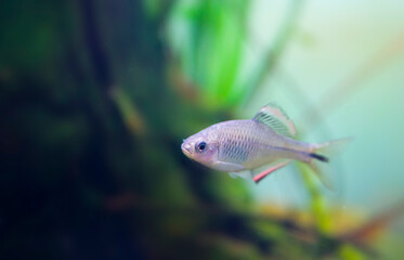 Native stream fish in aquascape
